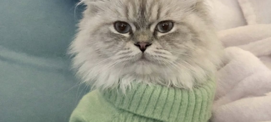 Gatto considerato ingestibile evita l’eutanasia e trova casa con un’operatrice del rifugio L’animale, descritto come aggressivo dagli ex proprietari, ha iniziato a fidarsi dopo ore di avvicinamento lento e senza forzature. Era arrivato in un rifugio comunale con un maglioncino verde troppo grande e un comportamento che aveva subito messo in difficoltà il personale. Il piccolo gatto restava immobile, nascosto contro una coperta, pronto a soffiare, ringhiare e graffiare al minimo tentativo di contatto. Gli ex proprietari lo avevano descritto con parole nette: «Odia tutto. Le persone, i bambini, gli altri animali.» Per una delle operatrici, però, quello non era odio. Era paura. Il gatto finito nella lista delle eutanasie Nel contesto del rifugio, tra poco tempo, spazi limitati e continui ingressi, l’animale risultava quasi impossibile da gestire. Ogni tentativo di avvicinamento si concludeva con una reazione difensiva. Il gatto teneva le orecchie tese, gli occhi spalancati e il corpo rigido. Non permetteva di essere toccato e sembrava vivere ogni presenza come una minaccia. Dopo diversi tentativi falliti, il suo nome era finito tra quelli destinati all’eutanasia. Non perché fosse stato ritenuto cattivo, ma perché nella struttura non si riusciva a garantire una gestione sicura. L’avvicinamento lento dell’operatrice Quella mattina, una donna che lavorava nel rifugio ha deciso di sedersi a distanza, all’altezza dei suoi occhi. Non ha cercato di afferrarlo e non ha insistito quando il gatto mostrava i denti. Ogni volta che lui reagiva, lei ritirava la mano e aspettava. Poi tornava più tardi, con la stessa voce e gli stessi movimenti lenti. Gli ha rivolto queste parole: «Piccolo tesoro… oggi hai il diritto di scegliere. O mi lasci toccarti, e ti porto via con me… oppure qui non potrò proteggerti. Non ti chiedo di amare. Ti chiedo solo… di provare.» Nel corso della giornata, le reazioni hanno iniziato a cambiare. I soffi si sono fatti meno frequenti, il corpo si è rilassato e il gatto ha tollerato per pochi secondi una mano appoggiata sul maglioncino verde. Il momento in cui ha scelto di fidarsi Più tardi, è stato il gatto ad avvicinarsi. Ha percorso lentamente la distanza che li separava e si è accoccolato contro la donna. Non è stato un gesto improvviso o spettacolare, ma il primo contatto volontario dopo ore di attesa. Per l’operatrice è bastato a prendere una decisione definitiva. Quello stesso giorno, il gatto ha lasciato il rifugio con lei, a poche ore dall’eutanasia. La nuova vita lontano dal rifugio Oggi vive in una casa e mostra un comportamento molto diverso da quello osservato al momento dell’ingresso. Continua ad avere bisogno di tempo, ma segue la sua nuova proprietaria, accetta il contatto e si avvicina spontaneamente. La definizione data dagli ex proprietari non sembra più descriverlo. Il gatto non mostrava ostilità indiscriminata: reagiva a un ambiente che percepiva come pericoloso. Il suo recupero è avvenuto attraverso pazienza, distanza rispettata e assenza di pressioni. Una gestione che ha permesso a un animale considerato ingestibile di trovare una sistemazione stabile.