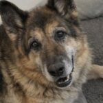 Cane di 19 anni non vede più ma continua a scodinzolare: il veterinario lo trova in buona salute