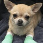 Chihuahua trovato con le zampe ferite, una donna lo salva e lo porta a casa