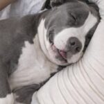 Amico le chiede di lasciare il pitbull fuori, lei interrompe un rapporto durato vent’anni