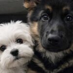 Leo non lascia il rifugio senza il piccolo Bichon Maltese: adottati entrambi