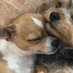 Tina e Milo adottati insieme dopo l’attesa in rifugio