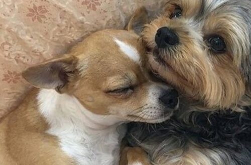 Tina e Milo adottati insieme dopo l’attesa in rifugio I due cuccioli, cresciuti fianco a fianco, hanno trovato una famiglia disposta a non separarli. Per Tina e Milo la separazione non era mai stata contemplata. Erano nati insieme, avevano condiviso i primi mesi di vita e affrontato ogni momento restando l’uno accanto all’altra. Anche dopo l’arrivo in rifugio, tra rumori, persone sconosciute e nuove abitudini, il loro legame era rimasto intatto. I due cuccioli cercavano costantemente la vicinanza reciproca. Dormivano stretti, si muovevano insieme e affrontavano l’ambiente del rifugio contando sulla presenza dell’altro. Tina e Milo aspettavano una famiglia senza separarsi Con il passare dei giorni, diversi visitatori si erano interessati a loro. Alcuni chiedevano informazioni su Tina, altri osservavano soprattutto Milo. Il problema era sempre lo stesso: nessuno sembrava disposto ad adottarli entrambi. Ogni possibile adozione rischiava quindi di trasformarsi in una separazione. I due animali, però, continuavano a restare vicini, come se quel contatto fosse l’unico punto fermo in un luogo ancora estraneo. La loro attesa è proseguita fino all’arrivo di una donna che, una mattina, si è fermata davanti al recinto. Non ha scelto tra i due e non ha chiesto quale fosse il più tranquillo o il più adatto. Ha osservato Tina appoggiare la testa contro Milo e ha compreso quanto fosse forte il loro rapporto. “Appartengono l’uno all’altra. Li prenderò entrambi.” L’adozione e l’uscita dal rifugio La decisione ha cambiato immediatamente il destino dei due cuccioli. Tina e Milo hanno lasciato il rifugio nello stesso giorno, senza essere divisi e senza dover affrontare da soli un nuovo cambiamento. Sono usciti fianco a fianco, così come avevano vissuto fino a quel momento. La nuova famiglia li ha accolti entrambi, rispettando un legame nato fin dai primi giorni di vita e diventato ancora più importante durante la permanenza nella struttura. Per loro, l’adozione non ha significato soltanto trovare una casa. Ha permesso di conservare la presenza reciproca che, anche nei momenti più difficili, aveva dato sicurezza a entrambi.