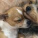 Tina e Milo adottati insieme dopo l’attesa in rifugio I due cuccioli, cresciuti fianco a fianco, hanno trovato una famiglia disposta a non separarli. Per Tina e Milo la separazione non era mai stata contemplata. Erano nati insieme, avevano condiviso i primi mesi di vita e affrontato ogni momento restando l’uno accanto all’altra. Anche dopo l’arrivo in rifugio, tra rumori, persone sconosciute e nuove abitudini, il loro legame era rimasto intatto. I due cuccioli cercavano costantemente la vicinanza reciproca. Dormivano stretti, si muovevano insieme e affrontavano l’ambiente del rifugio contando sulla presenza dell’altro. Tina e Milo aspettavano una famiglia senza separarsi Con il passare dei giorni, diversi visitatori si erano interessati a loro. Alcuni chiedevano informazioni su Tina, altri osservavano soprattutto Milo. Il problema era sempre lo stesso: nessuno sembrava disposto ad adottarli entrambi. Ogni possibile adozione rischiava quindi di trasformarsi in una separazione. I due animali, però, continuavano a restare vicini, come se quel contatto fosse l’unico punto fermo in un luogo ancora estraneo. La loro attesa è proseguita fino all’arrivo di una donna che, una mattina, si è fermata davanti al recinto. Non ha scelto tra i due e non ha chiesto quale fosse il più tranquillo o il più adatto. Ha osservato Tina appoggiare la testa contro Milo e ha compreso quanto fosse forte il loro rapporto. “Appartengono l’uno all’altra. Li prenderò entrambi.” L’adozione e l’uscita dal rifugio La decisione ha cambiato immediatamente il destino dei due cuccioli. Tina e Milo hanno lasciato il rifugio nello stesso giorno, senza essere divisi e senza dover affrontare da soli un nuovo cambiamento. Sono usciti fianco a fianco, così come avevano vissuto fino a quel momento. La nuova famiglia li ha accolti entrambi, rispettando un legame nato fin dai primi giorni di vita e diventato ancora più importante durante la permanenza nella struttura. Per loro, l’adozione non ha significato soltanto trovare una casa. Ha permesso di conservare la presenza reciproca che, anche nei momenti più difficili, aveva dato sicurezza a entrambi.