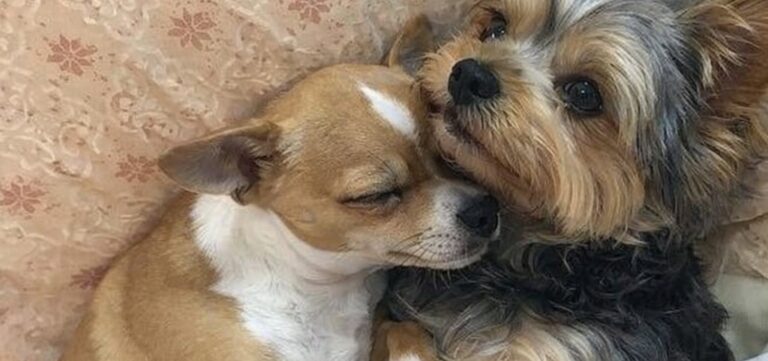 Tina e Milo adottati insieme dopo l’attesa in rifugio I due cuccioli, cresciuti fianco a fianco, hanno trovato una famiglia disposta a non separarli. Per Tina e Milo la separazione non era mai stata contemplata. Erano nati insieme, avevano condiviso i primi mesi di vita e affrontato ogni momento restando l’uno accanto all’altra. Anche dopo l’arrivo in rifugio, tra rumori, persone sconosciute e nuove abitudini, il loro legame era rimasto intatto. I due cuccioli cercavano costantemente la vicinanza reciproca. Dormivano stretti, si muovevano insieme e affrontavano l’ambiente del rifugio contando sulla presenza dell’altro. Tina e Milo aspettavano una famiglia senza separarsi Con il passare dei giorni, diversi visitatori si erano interessati a loro. Alcuni chiedevano informazioni su Tina, altri osservavano soprattutto Milo. Il problema era sempre lo stesso: nessuno sembrava disposto ad adottarli entrambi. Ogni possibile adozione rischiava quindi di trasformarsi in una separazione. I due animali, però, continuavano a restare vicini, come se quel contatto fosse l’unico punto fermo in un luogo ancora estraneo. La loro attesa è proseguita fino all’arrivo di una donna che, una mattina, si è fermata davanti al recinto. Non ha scelto tra i due e non ha chiesto quale fosse il più tranquillo o il più adatto. Ha osservato Tina appoggiare la testa contro Milo e ha compreso quanto fosse forte il loro rapporto. “Appartengono l’uno all’altra. Li prenderò entrambi.” L’adozione e l’uscita dal rifugio La decisione ha cambiato immediatamente il destino dei due cuccioli. Tina e Milo hanno lasciato il rifugio nello stesso giorno, senza essere divisi e senza dover affrontare da soli un nuovo cambiamento. Sono usciti fianco a fianco, così come avevano vissuto fino a quel momento. La nuova famiglia li ha accolti entrambi, rispettando un legame nato fin dai primi giorni di vita e diventato ancora più importante durante la permanenza nella struttura. Per loro, l’adozione non ha significato soltanto trovare una casa. Ha permesso di conservare la presenza reciproca che, anche nei momenti più difficili, aveva dato sicurezza a entrambi.