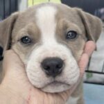 Cucciolo di pitbull trovato solo e impaurito viene accolto da una famiglia