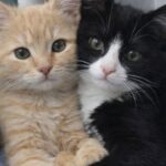Luna e Teo adottati insieme: la famiglia rinuncia a separarli
