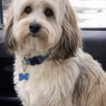 Camionista trova una bichon havanais al gelo e la porta con sé sul camion