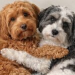 Due bichon havanais adottate insieme dormono nella stessa cuccia dopo un mese