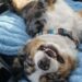 Il piccolo, considerato poco energico, è stato scelto dopo un primo incontro con un altro cane dell’associazione.