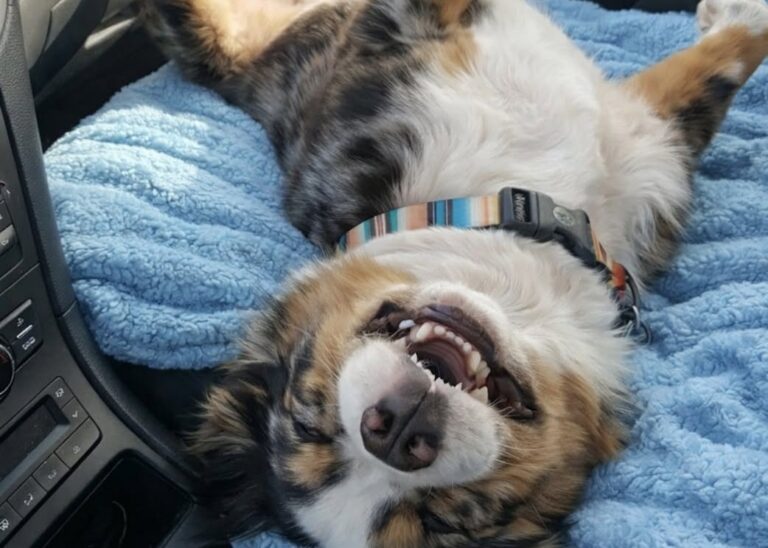 Il piccolo, considerato poco energico, è stato scelto dopo un primo incontro con un altro cane dell’associazione.