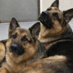 Leo e Mila adottati insieme dopo l’incidente che ha sconvolto la loro famiglia
