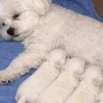 Bichon maltese abbandonata vicino ai rifiuti era incinta: ora vive con chi l’ha salvata