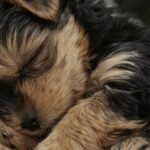 Cucciolo accolto in casa dopo la strada, la stanchezza prende il sopravvento