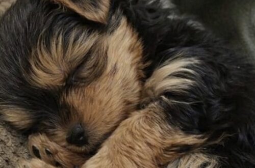 Il piccolo cane ha mangiato appena arrivato nella nuova casa, poi si è addormentato al sicuro dopo un passato trascorso all’aperto.