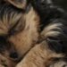 Il piccolo cane ha mangiato appena arrivato nella nuova casa, poi si è addormentato al sicuro dopo un passato trascorso all’aperto.