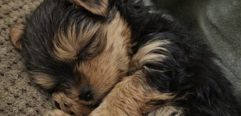 Il piccolo cane ha mangiato appena arrivato nella nuova casa, poi si è addormentato al sicuro dopo un passato trascorso all’aperto.