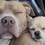 Pitbull rifiuta di lasciare il box senza il chihuahua: adottati entrambi