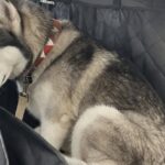 Husky lascia il passato di paura e sta per arrivare nella sua nuova casa