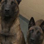 Atlas e Oslo, fratelli malinois, adottati insieme dopo dieci ore di viaggio della nuova famiglia