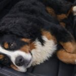 Cucciolo di bovaro del Bernese trovato allo stremo, corsa urgente dal veterinario