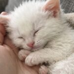 La direzione voleva farlo portare via, lei nasconde il cucciolo sotto la giacca e lo porta a casa