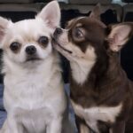 Milo e Nina dovevano partire con il trasporto, ma la famiglia affidataria decide di tenerli