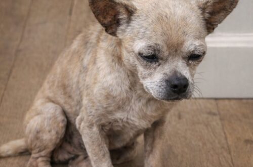 Mila ritrova casa dopo 49 giorni al gelo e sopravvive contro ogni previsione La chihuahua è tornata gravemente disidratata e malnutrita. Dopo una trasfusione e settimane di cure, ha ripreso a mangiare e giocare. Per 49 giorni Mila è rimasta dispersa durante il periodo più freddo dell’inverno. Quando è riuscita a tornare, trascinandosi con le ultime energie, pesava appena tre chili ed era in condizioni critiche. La piccola chihuahua era scomparsa dopo essere uscita da una porta rimasta aperta per pochi istanti. Abituata a vivere in casa, non aveva esperienza del freddo, della ricerca di cibo o della necessità di trovare un riparo. La famiglia aveva iniziato subito le ricerche. Anche uno dei bambini di casa aveva voluto partecipare, percorrendo il quartiere durante la notte e chiamando il nome del cane. Nei giorni successivi erano stati distribuiti volantini e avvisati i vicini, ma di Mila non era emersa alcuna traccia. Mila trovata mentre cercava di tornare a casa Il quarantanovesimo giorno, un vicino ha notato la chihuahua mentre avanzava a fatica. Il cane stava cercando di raggiungere l’abitazione, ma non aveva più la forza necessaria per camminare normalmente. Il suo corpo era ridotto a pelle e ossa. Le costole erano chiaramente visibili, gli occhi apparivano infossati e il respiro era debole. Nonostante lo stato di estrema debilitazione, Mila continuava a cercare con lo sguardo i componenti della famiglia. Prima della scomparsa pesava circa cinque chili. Al ritorno, la bilancia ne segnava soltanto tre. Le prime ore in casa hanno confermato la gravità della situazione. La chihuahua riusciva a bere qualche sorso d’acqua, ma non era in grado di mangiare. Durante la notte le sue condizioni sono peggiorate e il cane non riusciva più a restare in piedi. La famiglia ha quindi deciso di trasferirla d’urgenza in una clinica veterinaria. Disidratazione, ipotermia e acidosi metabolica Gli esami hanno evidenziato una grave disidratazione, malnutrizione e acidosi metabolica. Le vene erano collassate e il personale veterinario ha incontrato difficoltà anche nell’effettuare i prelievi necessari. Lo stomaco era completamente vuoto. Il quadro clinico indicava che, durante le settimane trascorse all’aperto, Mila era riuscita a trovare pochissimo cibo e quantità insufficienti di acqua. La temperatura corporea era pericolosamente bassa. Il cane è stato sottoposto a un trattamento graduale per contrastare l’ipotermia, insieme alla somministrazione di fluidi per via endovenosa e al supporto con ossigeno. I veterinari hanno informato la famiglia che le possibilità di sopravvivenza erano ferme al 30 per cento. Nei primi giorni sono arrivati segnali contrastanti. Mila ha ricominciato a bere da sola e, al terzo giorno, è riuscita a sollevare la testa. Il giorno successivo si è alzata in piedi, ma poco dopo ha smesso nuovamente di alimentarsi. Il cibo è stato quindi frullato e somministrato con una siringa. La famiglia ha continuato a farle visita ogni giorno, parlandole e restando accanto a lei durante le cure. La trasfusione e la ripresa della chihuahua Il sesto giorno si è verificato un nuovo peggioramento. Il collo di Mila si è irrigidito all’indietro, il battito cardiaco è aumentato e la respirazione è diventata irregolare. I veterinari sono intervenuti immediatamente. È stato individuato un cane donatore ed è stata eseguita una trasfusione di sangue. Dopo il trattamento, le condizioni della chihuahua hanno iniziato a stabilizzarsi. Poco tempo dopo è arrivato il cambiamento più atteso: Mila ha cominciato a mangiare autonomamente. La ripresa è proseguita lentamente. Il supporto con ossigeno è stato sospeso, mentre il cane ha iniziato a compiere brevi passeggiate assistite. Reagiva quando sentiva pronunciare il proprio nome e, per la prima volta dopo il ricovero, ha mosso la coda. Le ferite provocate dal freddo hanno richiesto ulteriori medicazioni. La chihuahua aveva riportato congelamenti, lesioni aperte e conseguenze legate alla prolungata esposizione alle basse temperature. Con il passare dei giorni, il peso ha iniziato ad aumentare e i valori delle analisi sono progressivamente migliorati. Il ritorno a casa e l’ultimo controllo Quando i veterinari hanno ritenuto possibile il ritorno a casa, la famiglia ha seguito con attenzione le indicazioni ricevute. Farmaci, medicazioni e controlli sono proseguiti anche dopo le dimissioni. Al venticinquesimo giorno Mila aveva ricominciato a cercare il contatto con i familiari. Quattro giorni dopo ha ripreso a giocare. Al trentesimo giorno riusciva a riposare tranquillamente al sole, mentre il corpo recuperava le energie perdute. Le cicatrici erano ancora visibili, ma la chihuahua tornava gradualmente alle sue vecchie abitudini. Sistemava la cuccia, attendeva vicino alla porta e reagiva con entusiasmo quando sentiva chiamare il proprio nome. Al cinquantesimo giorno dall’inizio delle cure, un ultimo controllo veterinario ha confermato la completa ripresa. Oggi Mila mangia regolarmente, gioca, dorme sul divano e trascorre nuovamente le giornate con la sua famiglia. La piccola chihuahua che era tornata trascinandosi dopo 49 giorni trascorsi al gelo è riuscita a sopravvivere e a tornare alla vita di prima.