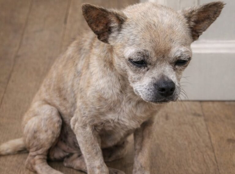 Mila ritrova casa dopo 49 giorni al gelo e sopravvive contro ogni previsione La chihuahua è tornata gravemente disidratata e malnutrita. Dopo una trasfusione e settimane di cure, ha ripreso a mangiare e giocare. Per 49 giorni Mila è rimasta dispersa durante il periodo più freddo dell’inverno. Quando è riuscita a tornare, trascinandosi con le ultime energie, pesava appena tre chili ed era in condizioni critiche. La piccola chihuahua era scomparsa dopo essere uscita da una porta rimasta aperta per pochi istanti. Abituata a vivere in casa, non aveva esperienza del freddo, della ricerca di cibo o della necessità di trovare un riparo. La famiglia aveva iniziato subito le ricerche. Anche uno dei bambini di casa aveva voluto partecipare, percorrendo il quartiere durante la notte e chiamando il nome del cane. Nei giorni successivi erano stati distribuiti volantini e avvisati i vicini, ma di Mila non era emersa alcuna traccia. Mila trovata mentre cercava di tornare a casa Il quarantanovesimo giorno, un vicino ha notato la chihuahua mentre avanzava a fatica. Il cane stava cercando di raggiungere l’abitazione, ma non aveva più la forza necessaria per camminare normalmente. Il suo corpo era ridotto a pelle e ossa. Le costole erano chiaramente visibili, gli occhi apparivano infossati e il respiro era debole. Nonostante lo stato di estrema debilitazione, Mila continuava a cercare con lo sguardo i componenti della famiglia. Prima della scomparsa pesava circa cinque chili. Al ritorno, la bilancia ne segnava soltanto tre. Le prime ore in casa hanno confermato la gravità della situazione. La chihuahua riusciva a bere qualche sorso d’acqua, ma non era in grado di mangiare. Durante la notte le sue condizioni sono peggiorate e il cane non riusciva più a restare in piedi. La famiglia ha quindi deciso di trasferirla d’urgenza in una clinica veterinaria. Disidratazione, ipotermia e acidosi metabolica Gli esami hanno evidenziato una grave disidratazione, malnutrizione e acidosi metabolica. Le vene erano collassate e il personale veterinario ha incontrato difficoltà anche nell’effettuare i prelievi necessari. Lo stomaco era completamente vuoto. Il quadro clinico indicava che, durante le settimane trascorse all’aperto, Mila era riuscita a trovare pochissimo cibo e quantità insufficienti di acqua. La temperatura corporea era pericolosamente bassa. Il cane è stato sottoposto a un trattamento graduale per contrastare l’ipotermia, insieme alla somministrazione di fluidi per via endovenosa e al supporto con ossigeno. I veterinari hanno informato la famiglia che le possibilità di sopravvivenza erano ferme al 30 per cento. Nei primi giorni sono arrivati segnali contrastanti. Mila ha ricominciato a bere da sola e, al terzo giorno, è riuscita a sollevare la testa. Il giorno successivo si è alzata in piedi, ma poco dopo ha smesso nuovamente di alimentarsi. Il cibo è stato quindi frullato e somministrato con una siringa. La famiglia ha continuato a farle visita ogni giorno, parlandole e restando accanto a lei durante le cure. La trasfusione e la ripresa della chihuahua Il sesto giorno si è verificato un nuovo peggioramento. Il collo di Mila si è irrigidito all’indietro, il battito cardiaco è aumentato e la respirazione è diventata irregolare. I veterinari sono intervenuti immediatamente. È stato individuato un cane donatore ed è stata eseguita una trasfusione di sangue. Dopo il trattamento, le condizioni della chihuahua hanno iniziato a stabilizzarsi. Poco tempo dopo è arrivato il cambiamento più atteso: Mila ha cominciato a mangiare autonomamente. La ripresa è proseguita lentamente. Il supporto con ossigeno è stato sospeso, mentre il cane ha iniziato a compiere brevi passeggiate assistite. Reagiva quando sentiva pronunciare il proprio nome e, per la prima volta dopo il ricovero, ha mosso la coda. Le ferite provocate dal freddo hanno richiesto ulteriori medicazioni. La chihuahua aveva riportato congelamenti, lesioni aperte e conseguenze legate alla prolungata esposizione alle basse temperature. Con il passare dei giorni, il peso ha iniziato ad aumentare e i valori delle analisi sono progressivamente migliorati. Il ritorno a casa e l’ultimo controllo Quando i veterinari hanno ritenuto possibile il ritorno a casa, la famiglia ha seguito con attenzione le indicazioni ricevute. Farmaci, medicazioni e controlli sono proseguiti anche dopo le dimissioni. Al venticinquesimo giorno Mila aveva ricominciato a cercare il contatto con i familiari. Quattro giorni dopo ha ripreso a giocare. Al trentesimo giorno riusciva a riposare tranquillamente al sole, mentre il corpo recuperava le energie perdute. Le cicatrici erano ancora visibili, ma la chihuahua tornava gradualmente alle sue vecchie abitudini. Sistemava la cuccia, attendeva vicino alla porta e reagiva con entusiasmo quando sentiva chiamare il proprio nome. Al cinquantesimo giorno dall’inizio delle cure, un ultimo controllo veterinario ha confermato la completa ripresa. Oggi Mila mangia regolarmente, gioca, dorme sul divano e trascorre nuovamente le giornate con la sua famiglia. La piccola chihuahua che era tornata trascinandosi dopo 49 giorni trascorsi al gelo è riuscita a sopravvivere e a tornare alla vita di prima.