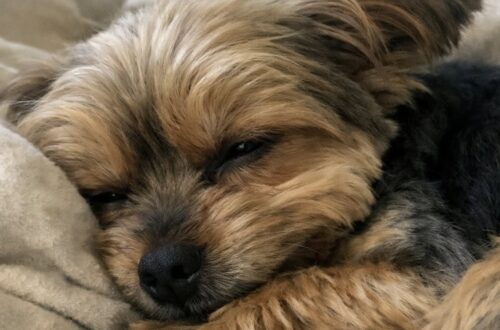 La cagnolina, vissuta tra freddo e porte chiuse, ha finalmente trovato una casa dove dormire senza paura.