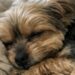 La cagnolina, vissuta tra freddo e porte chiuse, ha finalmente trovato una casa dove dormire senza paura.