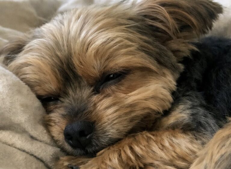 La cagnolina, vissuta tra freddo e porte chiuse, ha finalmente trovato una casa dove dormire senza paura.