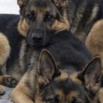 Nala e Freya rischiavano di essere separate, una famiglia adotta entrambe le sorelle