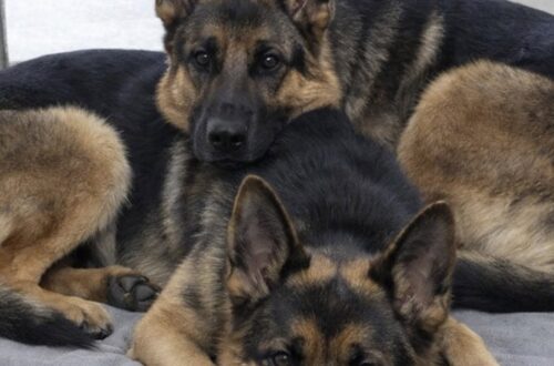 Nala e Freya rischiavano di essere separate, una famiglia adotta entrambe le sorelle Le due pastore tedesche erano state abbandonate insieme. Nel rifugio vivevano strette l’una all’altra, fino alla decisione di accoglierle entrambe. «La responsabile del rifugio ci ha detto: “Non affezionatevi troppo a loro. Probabilmente dovremo separarle entro domani.”» Nel box del rifugio, Nala e Freya cercavano riparo una accanto all’altra. Le due pastore tedesche, sorelle e inseparabili, erano state abbandonate insieme e si ritrovavano improvvisamente in un ambiente sconosciuto, circondate da rumori, persone nuove e altri animali. Tremavano e restavano in disparte. Di fronte alla confusione, l’unico punto fermo era il legame che le univa. Di notte si rannicchiavano sul pavimento, con le zampe appoggiate sul collo e i corpi stretti, come se la vicinanza potesse proteggerle da tutto ciò che stava accadendo. Nala e Freya davanti al rischio della separazione La prospettiva indicata dal rifugio era quella di dividerle. Due cani di grossa taglia, affidati insieme, avrebbero richiesto spazio, tempo e un impegno economico maggiore. Separarle avrebbe potuto rendere più semplice trovare per ciascuna una nuova sistemazione. Era questo il ragionamento condiviso da più persone: adottare entrambe le sorelle sarebbe stato troppo impegnativo, forse perfino irresponsabile. Chi era andato a conoscerle, però, ha osservato a lungo il loro comportamento. Nala e Freya non si limitavano a stare nello stesso box. Si cercavano continuamente, si tranquillizzavano a vicenda e reagivano alla paura avvicinandosi ancora di più. Il loro rapporto appariva evidente anche nei gesti più piccoli. Quando una si muoveva, l’altra la seguiva. Quando una si irrigidiva per un rumore improvviso, l’altra le restava accanto. La decisione di adottare entrambe le pastore tedesche Dopo averle viste così unite, la famiglia ha escluso l’ipotesi di sceglierne soltanto una. La convinzione maturata nel rifugio era semplice: dividerle avrebbe aggiunto un altro trauma all’abbandono già subito. Così, nonostante i dubbi e i consigli ricevuti, sono stati firmati i documenti per entrambe. «Così abbiamo fatto la cosa che tutti ci dicevano di non fare. Abbiamo firmato per entrambe.» La scelta ha comportato l’ingresso contemporaneo di due cani grandi in casa, con tutte le responsabilità legate all’adattamento, alle cure e alla gestione quotidiana. Ma ha permesso a Nala e Freya di affrontare il cambiamento senza perdere il loro unico riferimento. La prima notte lontano dal box Nella nuova casa, le due sorelle hanno mantenuto la stessa abitudine. Anche sul letto preparato per loro si sono sistemate vicine, con i corpi ancora appoggiati l’uno all’altro. La differenza, questa volta, era nell’ambiente che le circondava. Al posto del pavimento freddo e dei rumori del rifugio, c’erano una stanza tranquilla, una sistemazione comoda e persone pronte a occuparsi di entrambe. «Folle? Forse. Ma stanotte, invece del cemento e della paura, sono distese su un grande letto — respirano piano, ancora abbracciate l’una all’altra, finalmente al sicuro.» Per Nala e Freya, l’adozione non ha significato soltanto lasciare il rifugio. Ha consentito loro di restare insieme e di iniziare una nuova vita senza affrontare anche la separazione.