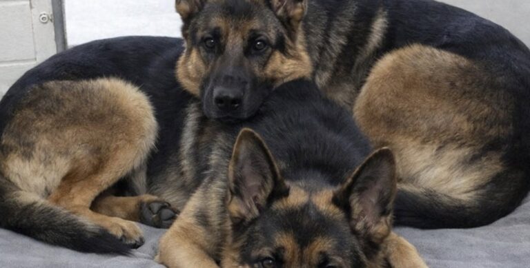 Nala e Freya rischiavano di essere separate, una famiglia adotta entrambe le sorelle Le due pastore tedesche erano state abbandonate insieme. Nel rifugio vivevano strette l’una all’altra, fino alla decisione di accoglierle entrambe. «La responsabile del rifugio ci ha detto: “Non affezionatevi troppo a loro. Probabilmente dovremo separarle entro domani.”» Nel box del rifugio, Nala e Freya cercavano riparo una accanto all’altra. Le due pastore tedesche, sorelle e inseparabili, erano state abbandonate insieme e si ritrovavano improvvisamente in un ambiente sconosciuto, circondate da rumori, persone nuove e altri animali. Tremavano e restavano in disparte. Di fronte alla confusione, l’unico punto fermo era il legame che le univa. Di notte si rannicchiavano sul pavimento, con le zampe appoggiate sul collo e i corpi stretti, come se la vicinanza potesse proteggerle da tutto ciò che stava accadendo. Nala e Freya davanti al rischio della separazione La prospettiva indicata dal rifugio era quella di dividerle. Due cani di grossa taglia, affidati insieme, avrebbero richiesto spazio, tempo e un impegno economico maggiore. Separarle avrebbe potuto rendere più semplice trovare per ciascuna una nuova sistemazione. Era questo il ragionamento condiviso da più persone: adottare entrambe le sorelle sarebbe stato troppo impegnativo, forse perfino irresponsabile. Chi era andato a conoscerle, però, ha osservato a lungo il loro comportamento. Nala e Freya non si limitavano a stare nello stesso box. Si cercavano continuamente, si tranquillizzavano a vicenda e reagivano alla paura avvicinandosi ancora di più. Il loro rapporto appariva evidente anche nei gesti più piccoli. Quando una si muoveva, l’altra la seguiva. Quando una si irrigidiva per un rumore improvviso, l’altra le restava accanto. La decisione di adottare entrambe le pastore tedesche Dopo averle viste così unite, la famiglia ha escluso l’ipotesi di sceglierne soltanto una. La convinzione maturata nel rifugio era semplice: dividerle avrebbe aggiunto un altro trauma all’abbandono già subito. Così, nonostante i dubbi e i consigli ricevuti, sono stati firmati i documenti per entrambe. «Così abbiamo fatto la cosa che tutti ci dicevano di non fare. Abbiamo firmato per entrambe.» La scelta ha comportato l’ingresso contemporaneo di due cani grandi in casa, con tutte le responsabilità legate all’adattamento, alle cure e alla gestione quotidiana. Ma ha permesso a Nala e Freya di affrontare il cambiamento senza perdere il loro unico riferimento. La prima notte lontano dal box Nella nuova casa, le due sorelle hanno mantenuto la stessa abitudine. Anche sul letto preparato per loro si sono sistemate vicine, con i corpi ancora appoggiati l’uno all’altro. La differenza, questa volta, era nell’ambiente che le circondava. Al posto del pavimento freddo e dei rumori del rifugio, c’erano una stanza tranquilla, una sistemazione comoda e persone pronte a occuparsi di entrambe. «Folle? Forse. Ma stanotte, invece del cemento e della paura, sono distese su un grande letto — respirano piano, ancora abbracciate l’una all’altra, finalmente al sicuro.» Per Nala e Freya, l’adozione non ha significato soltanto lasciare il rifugio. Ha consentito loro di restare insieme e di iniziare una nuova vita senza affrontare anche la separazione.