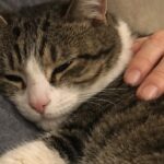 Dal rifugio al divano di casa: un gatto timido trova fiducia e una nuova vita