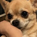 Abbandonato perché troppo affettuoso, il piccolo chihuahua cerca una nuova stabilità