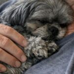 Lo Shih Tzu scartato da tutti cambia la vita di un uomo con disabilità
