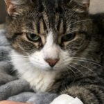 Kratos trovato sotto il letto dopo una lite: i veterinari tentano di stabilizzarlo