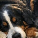 La bovara del bernese in affido si addormenta in casa per la prima volta