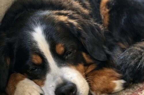Dopo mesi vissuti sempre all’erta, la cagnolina ha scelto un angolo del soggiorno e si è lasciata andare a un sonno tranquillo.