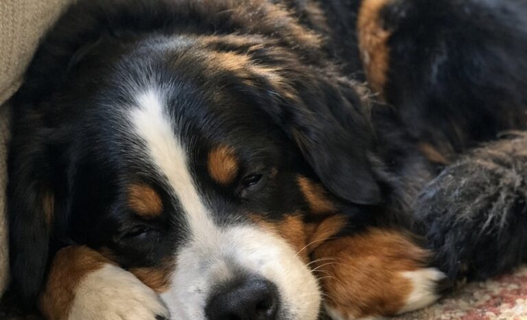 Dopo mesi vissuti sempre all’erta, la cagnolina ha scelto un angolo del soggiorno e si è lasciata andare a un sonno tranquillo.