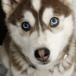 Cucciola di husky lanciata da un camion sopravvive e trova una famiglia