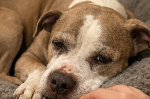 Apollo adottato e restituito dopo pochi giorni: il Pit Bull anziano torna sotto la tutela dell’associazione Il cane, affidato a una coppia una settimana prima, è stato recuperato da un volontario mentre veniva condotto in una struttura comunale. Era uscito dal rifugio appena una settimana prima, accompagnato da promesse di pazienza e stabilità. Apollo, Pit Bull di dieci anni dal mantello fulvo e bianco, è invece tornato sotto la responsabilità dell’associazione che lo aveva affidato dopo una permanenza segnata da continui spostamenti e dall’interruzione improvvisa dell’adozione. La vicenda è emersa quando la coppia affidataria ha contattato i volontari riferendo che il cane “non stava bene”. L’associazione ha immediatamente organizzato, a proprie spese, una visita veterinaria completa con analisi del sangue, radiografie e accertamenti clinici. Gli esami non hanno evidenziato malattie, ferite o condizioni di sofferenza fisica. Il cuore e le condizioni generali di Apollo sono risultati compatibili con la sua età. L’unico intervento programmato è stato una castrazione ordinaria. Apollo spostato tra casa, garage e altre sistemazioni A preoccupare i volontari non sono state le condizioni fisiche del cane, ma quanto accaduto durante i pochi giorni trascorsi lontano dal rifugio. Secondo quanto ricostruito dall’associazione, Apollo non avrebbe avuto il tempo di abituarsi a un ambiente stabile. Il Pit Bull avrebbe trascorso una notte in un soggiorno per lui sconosciuto, diverse ore da solo dietro una porta e un periodo all’interno di un garage. Sarebbe stato poi trasferito in un’altra sistemazione, senza poter costruire una routine costante. Una situazione particolarmente complessa per un animale anziano, reduce da una lunga permanenza in rifugio e bisognoso di tempi graduali per conoscere persone, spazi e abitudini della nuova casa. La coppia ha riferito anche due momenti di tensione con il cane già presente nell’abitazione. Non risultano però morsi, animali feriti o interventi veterinari. Gli stessi affidatari avrebbero riconosciuto che, in altre circostanze, Apollo era rimasto calmo e aveva cercato di evitare il confronto. Per l’associazione, le reazioni sarebbero state legate allo stress accumulato e alla mancanza di un inserimento progressivo, più che a una reale pericolosità dell’animale. La decisione di interrompere subito l’adozione Dopo la visita veterinaria, i volontari avevano proposto di predisporre un percorso di accompagnamento, coinvolgendo eventualmente un educatore e rallentando l’inserimento tra i due cani. La coppia, tuttavia, avrebbe comunicato di non voler proseguire l’esperienza. L’associazione aveva quindi chiesto il tempo necessario per trovare una pensione temporanea e organizzare il rientro senza sottoporre Apollo a un ulteriore spostamento improvviso. Gli affidatari avrebbero risposto che, se necessario, avrebbero provveduto personalmente a portarlo altrove. Poco dopo, senza attendere nuove indicazioni, la coppia si sarebbe diretta verso una struttura comunale con l’intenzione di consegnare il cane. Il trasferimento non è stato accettato perché il microchip risultava ancora intestato all’associazione e la pratica di adozione non era stata formalmente completata. Un volontario ha lasciato il posto di lavoro e ha attraversato la città per recuperare Apollo, evitando che trascorresse un’altra notte in una sistemazione non concordata. Il recupero e il trasferimento in pensione Il Pit Bull è stato infine accolto da una pensione che ha messo a disposizione uno spazio tranquillo con pochissimo preavviso. Le sue condizioni emotive, secondo il racconto dei volontari, restano però delicate. Apollo mangia poco, mantiene lo sguardo basso e trascorre gran parte del tempo sdraiato. Comportamenti che l’associazione collega ai numerosi cambiamenti subiti in pochi giorni e alla perdita improvvisa dei riferimenti appena conosciuti. I volontari dovranno ora lavorare per ristabilire una routine e valutare con attenzione un eventuale nuovo affidamento. L’obiettivo sarà individuare una famiglia consapevole delle esigenze di un cane anziano e disponibile a rispettare tempi di adattamento che possono essere lunghi. Nel messaggio diffuso al termine dell’intervento, l’associazione ha ribadito la propria posizione: “Apollo non ha fallito con nessuno. Sono stati degli esseri umani a fallire con Apollo”. I volontari hanno quindi rivolto direttamente al cane una promessa: “Tu non sei usa e getta. Meritavi di meglio. E noi non ti abbandoneremo mai”.