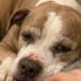 Apollo adottato e restituito dopo pochi giorni: il Pit Bull anziano torna sotto la tutela dell’associazione Il cane, affidato a una coppia una settimana prima, è stato recuperato da un volontario mentre veniva condotto in una struttura comunale. Era uscito dal rifugio appena una settimana prima, accompagnato da promesse di pazienza e stabilità. Apollo, Pit Bull di dieci anni dal mantello fulvo e bianco, è invece tornato sotto la responsabilità dell’associazione che lo aveva affidato dopo una permanenza segnata da continui spostamenti e dall’interruzione improvvisa dell’adozione. La vicenda è emersa quando la coppia affidataria ha contattato i volontari riferendo che il cane “non stava bene”. L’associazione ha immediatamente organizzato, a proprie spese, una visita veterinaria completa con analisi del sangue, radiografie e accertamenti clinici. Gli esami non hanno evidenziato malattie, ferite o condizioni di sofferenza fisica. Il cuore e le condizioni generali di Apollo sono risultati compatibili con la sua età. L’unico intervento programmato è stato una castrazione ordinaria. Apollo spostato tra casa, garage e altre sistemazioni A preoccupare i volontari non sono state le condizioni fisiche del cane, ma quanto accaduto durante i pochi giorni trascorsi lontano dal rifugio. Secondo quanto ricostruito dall’associazione, Apollo non avrebbe avuto il tempo di abituarsi a un ambiente stabile. Il Pit Bull avrebbe trascorso una notte in un soggiorno per lui sconosciuto, diverse ore da solo dietro una porta e un periodo all’interno di un garage. Sarebbe stato poi trasferito in un’altra sistemazione, senza poter costruire una routine costante. Una situazione particolarmente complessa per un animale anziano, reduce da una lunga permanenza in rifugio e bisognoso di tempi graduali per conoscere persone, spazi e abitudini della nuova casa. La coppia ha riferito anche due momenti di tensione con il cane già presente nell’abitazione. Non risultano però morsi, animali feriti o interventi veterinari. Gli stessi affidatari avrebbero riconosciuto che, in altre circostanze, Apollo era rimasto calmo e aveva cercato di evitare il confronto. Per l’associazione, le reazioni sarebbero state legate allo stress accumulato e alla mancanza di un inserimento progressivo, più che a una reale pericolosità dell’animale. La decisione di interrompere subito l’adozione Dopo la visita veterinaria, i volontari avevano proposto di predisporre un percorso di accompagnamento, coinvolgendo eventualmente un educatore e rallentando l’inserimento tra i due cani. La coppia, tuttavia, avrebbe comunicato di non voler proseguire l’esperienza. L’associazione aveva quindi chiesto il tempo necessario per trovare una pensione temporanea e organizzare il rientro senza sottoporre Apollo a un ulteriore spostamento improvviso. Gli affidatari avrebbero risposto che, se necessario, avrebbero provveduto personalmente a portarlo altrove. Poco dopo, senza attendere nuove indicazioni, la coppia si sarebbe diretta verso una struttura comunale con l’intenzione di consegnare il cane. Il trasferimento non è stato accettato perché il microchip risultava ancora intestato all’associazione e la pratica di adozione non era stata formalmente completata. Un volontario ha lasciato il posto di lavoro e ha attraversato la città per recuperare Apollo, evitando che trascorresse un’altra notte in una sistemazione non concordata. Il recupero e il trasferimento in pensione Il Pit Bull è stato infine accolto da una pensione che ha messo a disposizione uno spazio tranquillo con pochissimo preavviso. Le sue condizioni emotive, secondo il racconto dei volontari, restano però delicate. Apollo mangia poco, mantiene lo sguardo basso e trascorre gran parte del tempo sdraiato. Comportamenti che l’associazione collega ai numerosi cambiamenti subiti in pochi giorni e alla perdita improvvisa dei riferimenti appena conosciuti. I volontari dovranno ora lavorare per ristabilire una routine e valutare con attenzione un eventuale nuovo affidamento. L’obiettivo sarà individuare una famiglia consapevole delle esigenze di un cane anziano e disponibile a rispettare tempi di adattamento che possono essere lunghi. Nel messaggio diffuso al termine dell’intervento, l’associazione ha ribadito la propria posizione: “Apollo non ha fallito con nessuno. Sono stati degli esseri umani a fallire con Apollo”. I volontari hanno quindi rivolto direttamente al cane una promessa: “Tu non sei usa e getta. Meritavi di meglio. E noi non ti abbandoneremo mai”.