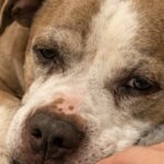«Non sta bene», ma il Pit Bull è sano: a ferirlo sono i continui spostamenti