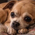 Chihuahua senza microchip affidato a un passante, del proprietario nessuna traccia