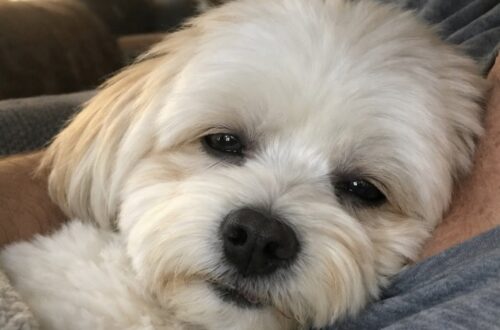’ultimo pomeriggio di Nino, addormentato tra le braccia della sua famiglia Il bichon havanais ha trascorso le ultime ore sul divano, avvolto nella sua coperta e accarezzato dalla persona che lo aveva amato. Non ci sono stati gesti solenni né una lunga cerimonia d’addio. Per accompagnare Nino nel suo ultimo pomeriggio, la sua famiglia ha scelto di ripetere quelle abitudini semplici che avevano scandito per anni la vita trascorsa insieme. Il piccolo bichon havanais è stato spazzolato con calma, avvolto nella coperta che conosceva meglio e lasciato riposare nel luogo in cui si era sempre sentito al sicuro. Prima di chiudere gli occhi, ha assaggiato dalle dita della sua proprietaria un po’ di crema, uno degli ultimi gesti familiari di una giornata segnata dalla separazione. Il racconto restituisce l’immagine di un cane tranquillo, ancora capace di cercare con lo sguardo la persona rimasta accanto a lui fino alla fine. Nessun rumore improvviso, nessun ambiente estraneo. Solo il divano di casa, la luce del pomeriggio e il contatto con chi non aveva intenzione di lasciarlo solo. L’ultimo pomeriggio di Nino sul divano di casa La decisione di accompagnare un animale nell’ultima fase della sua vita porta con sé un dolore difficile da descrivere. Nel caso di Nino, la sua famiglia ha cercato di trasformare quelle ore in un momento il più possibile sereno, ricostruendo una quotidianità ormai prossima a interrompersi. “Non era un pasto. Non era un gesto eccezionale. Era il nostro linguaggio. Era il suo modo di dirmi che era ancora lì, e il mio modo di promettergli che non lo avrei lasciato andare via nella paura”. Sono le parole con cui la proprietaria ha spiegato il significato di quel piccolo assaggio ricevuto prima dell’addio. Un gesto apparentemente ordinario, diventato in quelle circostanze un modo per mantenere intatto il legame costruito nel tempo. Dopo essere stato sistemato nella sua coperta, Nino è rimasto sul divano, con la testa appoggiata al petto della persona che lo teneva stretto. Il respiro si è fatto progressivamente più leggero, mentre dalla finestra entrava la luce del tardo pomeriggio. Un addio senza paura, nell’ambiente che conosceva La famiglia ha scelto di evitare a Nino la sensazione di trovarsi solo o in un luogo sconosciuto. Il cane è rimasto circondato dagli odori, dagli oggetti e dalle presenze che avevano rappresentato la sua casa. “Se n’è andato come ogni cane dovrebbe andarsene — nella tenerezza, nella sicurezza, avvolto dall’amore fino al suo ultimo istante”. Nel racconto non vengono indicati i problemi di salute che hanno condotto alla decisione finale. È chiaro, però, il desiderio di risparmiargli ulteriore sofferenza e di accompagnarlo con la stessa attenzione ricevuta durante la sua vita. Per chi vive a lungo con un animale domestico, anche le azioni più semplici assumono un significato preciso: una spazzola, una coperta, un posto sul divano o una mano da cui accettare il cibo. È proprio attraverso questi dettagli che la proprietaria ha voluto salutare Nino, senza modificare il loro modo di stare insieme. Il ricordo lasciato da Nino alla sua famiglia Dopo la sua morte, restano gli spazi vuoti della casa e le abitudini che continuano a ripresentarsi nella memoria. Il racconto della proprietaria si chiude con parole rivolte direttamente al cane, ormai libero dalla stanchezza e dal dolore. “Ora vai a riposare, piccolo angelo mio. Niente più stanchezza, niente più dolore — solo dolcezza, luce e quell’immensa pace che meritavi da sempre”. L’ultima frase riassume il peso di una separazione maturata dentro un rapporto quotidiano, costruito attraverso la vicinanza e la fiducia. “Sei stato — e sarai per sempre — il mio addio più doloroso e l’amore più puro che abbia mai conosciuto”.