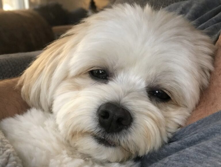 ’ultimo pomeriggio di Nino, addormentato tra le braccia della sua famiglia Il bichon havanais ha trascorso le ultime ore sul divano, avvolto nella sua coperta e accarezzato dalla persona che lo aveva amato. Non ci sono stati gesti solenni né una lunga cerimonia d’addio. Per accompagnare Nino nel suo ultimo pomeriggio, la sua famiglia ha scelto di ripetere quelle abitudini semplici che avevano scandito per anni la vita trascorsa insieme. Il piccolo bichon havanais è stato spazzolato con calma, avvolto nella coperta che conosceva meglio e lasciato riposare nel luogo in cui si era sempre sentito al sicuro. Prima di chiudere gli occhi, ha assaggiato dalle dita della sua proprietaria un po’ di crema, uno degli ultimi gesti familiari di una giornata segnata dalla separazione. Il racconto restituisce l’immagine di un cane tranquillo, ancora capace di cercare con lo sguardo la persona rimasta accanto a lui fino alla fine. Nessun rumore improvviso, nessun ambiente estraneo. Solo il divano di casa, la luce del pomeriggio e il contatto con chi non aveva intenzione di lasciarlo solo. L’ultimo pomeriggio di Nino sul divano di casa La decisione di accompagnare un animale nell’ultima fase della sua vita porta con sé un dolore difficile da descrivere. Nel caso di Nino, la sua famiglia ha cercato di trasformare quelle ore in un momento il più possibile sereno, ricostruendo una quotidianità ormai prossima a interrompersi. “Non era un pasto. Non era un gesto eccezionale. Era il nostro linguaggio. Era il suo modo di dirmi che era ancora lì, e il mio modo di promettergli che non lo avrei lasciato andare via nella paura”. Sono le parole con cui la proprietaria ha spiegato il significato di quel piccolo assaggio ricevuto prima dell’addio. Un gesto apparentemente ordinario, diventato in quelle circostanze un modo per mantenere intatto il legame costruito nel tempo. Dopo essere stato sistemato nella sua coperta, Nino è rimasto sul divano, con la testa appoggiata al petto della persona che lo teneva stretto. Il respiro si è fatto progressivamente più leggero, mentre dalla finestra entrava la luce del tardo pomeriggio. Un addio senza paura, nell’ambiente che conosceva La famiglia ha scelto di evitare a Nino la sensazione di trovarsi solo o in un luogo sconosciuto. Il cane è rimasto circondato dagli odori, dagli oggetti e dalle presenze che avevano rappresentato la sua casa. “Se n’è andato come ogni cane dovrebbe andarsene — nella tenerezza, nella sicurezza, avvolto dall’amore fino al suo ultimo istante”. Nel racconto non vengono indicati i problemi di salute che hanno condotto alla decisione finale. È chiaro, però, il desiderio di risparmiargli ulteriore sofferenza e di accompagnarlo con la stessa attenzione ricevuta durante la sua vita. Per chi vive a lungo con un animale domestico, anche le azioni più semplici assumono un significato preciso: una spazzola, una coperta, un posto sul divano o una mano da cui accettare il cibo. È proprio attraverso questi dettagli che la proprietaria ha voluto salutare Nino, senza modificare il loro modo di stare insieme. Il ricordo lasciato da Nino alla sua famiglia Dopo la sua morte, restano gli spazi vuoti della casa e le abitudini che continuano a ripresentarsi nella memoria. Il racconto della proprietaria si chiude con parole rivolte direttamente al cane, ormai libero dalla stanchezza e dal dolore. “Ora vai a riposare, piccolo angelo mio. Niente più stanchezza, niente più dolore — solo dolcezza, luce e quell’immensa pace che meritavi da sempre”. L’ultima frase riassume il peso di una separazione maturata dentro un rapporto quotidiano, costruito attraverso la vicinanza e la fiducia. “Sei stato — e sarai per sempre — il mio addio più doloroso e l’amore più puro che abbia mai conosciuto”.