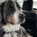 Bovaro del Bernese resta 198 giorni in rifugio, poi arriva finalmente l’adozione